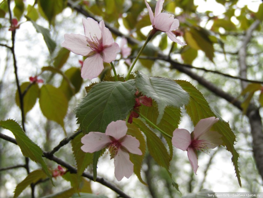Тони Старк: приключения без брони. Ханами по-нашему