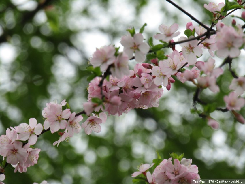 Тони Старк: приключения без брони. Ханами по-нашему