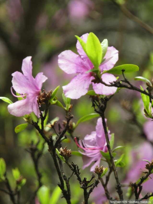 Тони Старк: приключения без брони. Ханами по-нашему