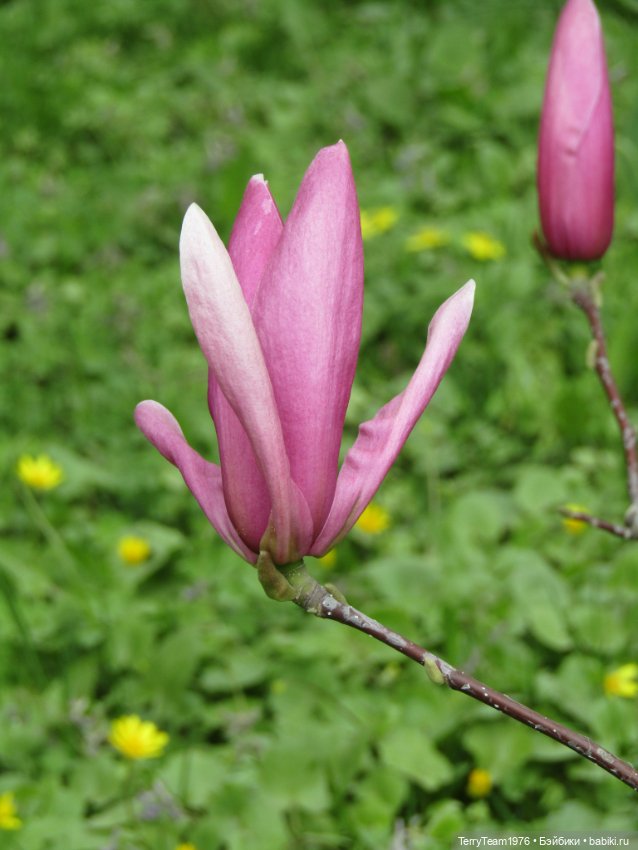 Тони Старк: приключения без брони. Ханами по-нашему (фото 6)