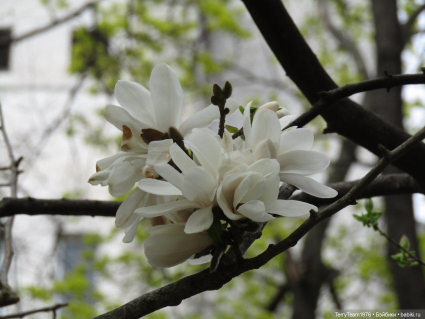 Тони Старк: приключения без брони. Ханами по-нашему