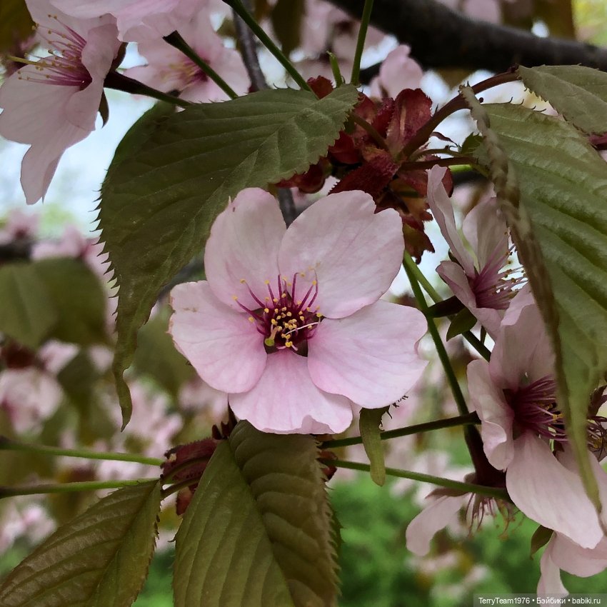 Тони Старк: приключения без брони. Ханами по-нашему