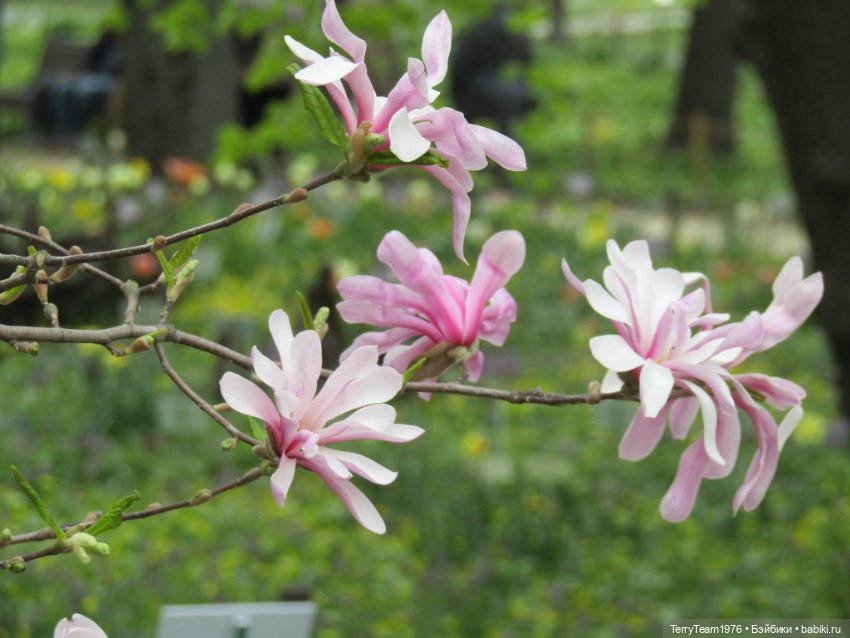 Тони Старк: приключения без брони. Ханами по-нашему (фото 7)