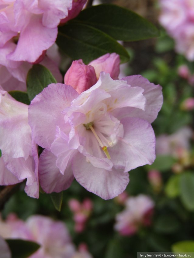 Тони Старк: приключения без брони. Ханами по-нашему