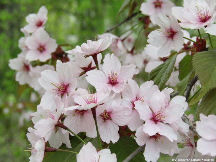 Тони Старк: приключения без брони. Ханами по-нашему (фото 5)
