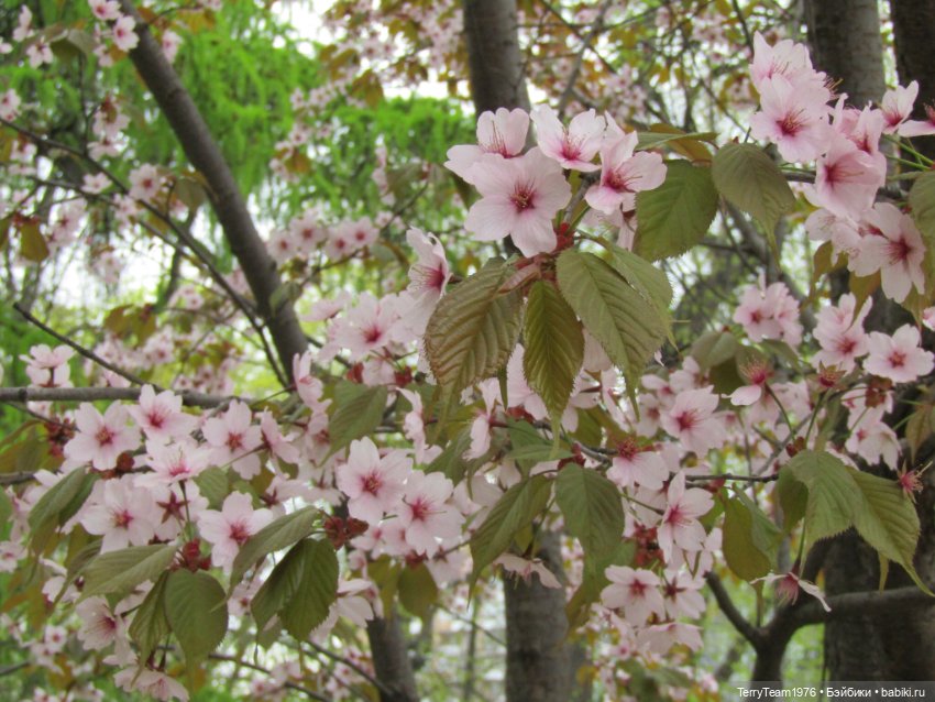 Тони Старк: приключения без брони. Ханами по-нашему (фото 4)