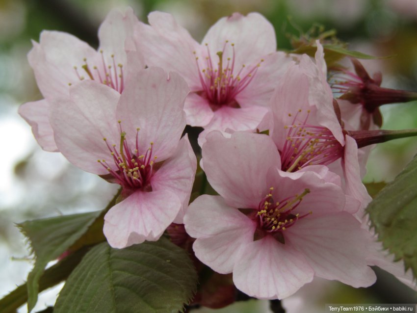Тони Старк: приключения без брони. Ханами по-нашему