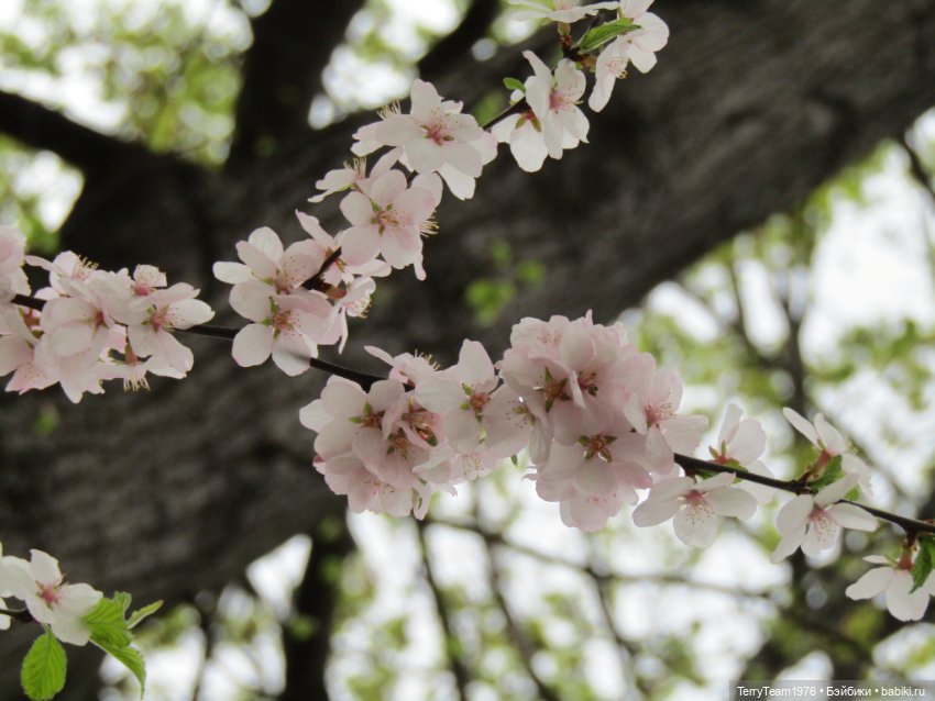 Тони Старк: приключения без брони. Ханами по-нашему (фото 10)