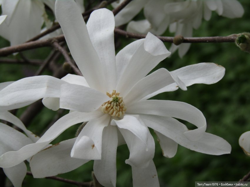 Тони Старк: приключения без брони. Ханами по-нашему