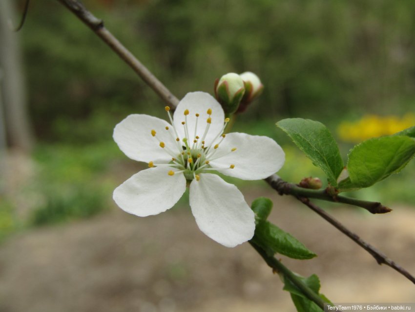 Тони Старк: приключения без брони. Ханами по-нашему