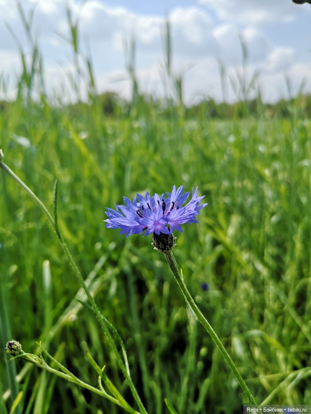 Глаза цвета "Steiff", Freja Götz, Chosen 2022