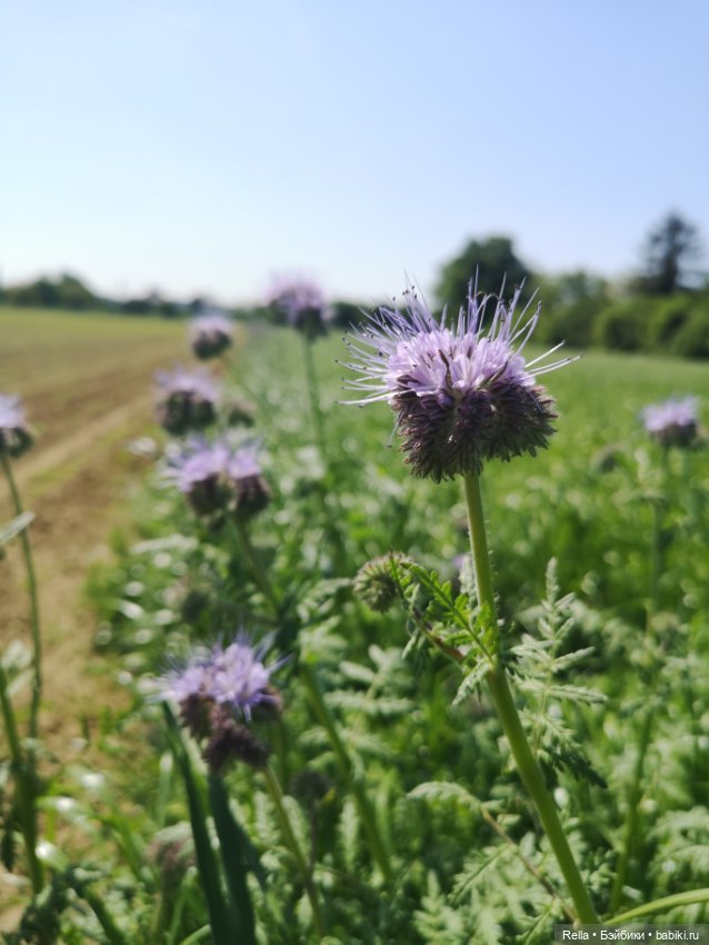 Глаза цвета "Steiff", Freja Götz, Chosen 2022