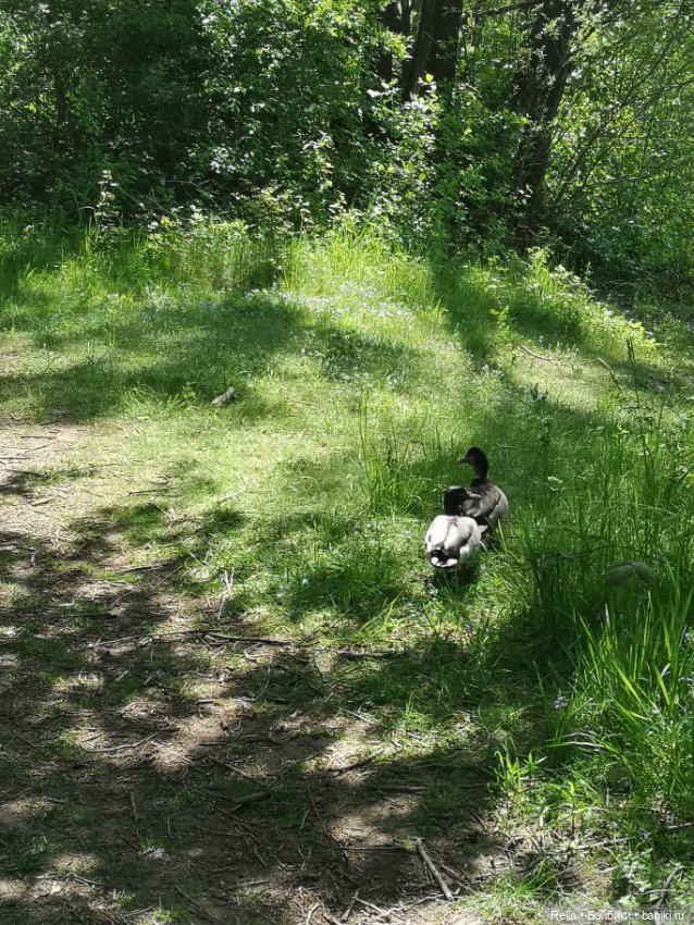 Глаза цвета "Steiff", Freja Götz, Chosen 2022