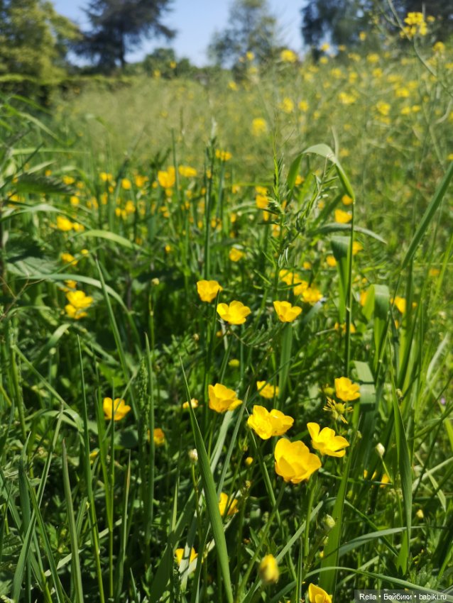 Глаза цвета "Steiff", Freja Götz, Chosen 2022