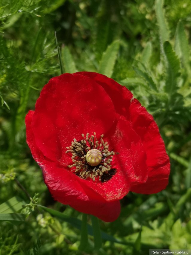 Глаза цвета "Steiff", Freja Götz, Chosen 2022