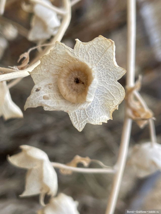 Выходные на даче с фигурками