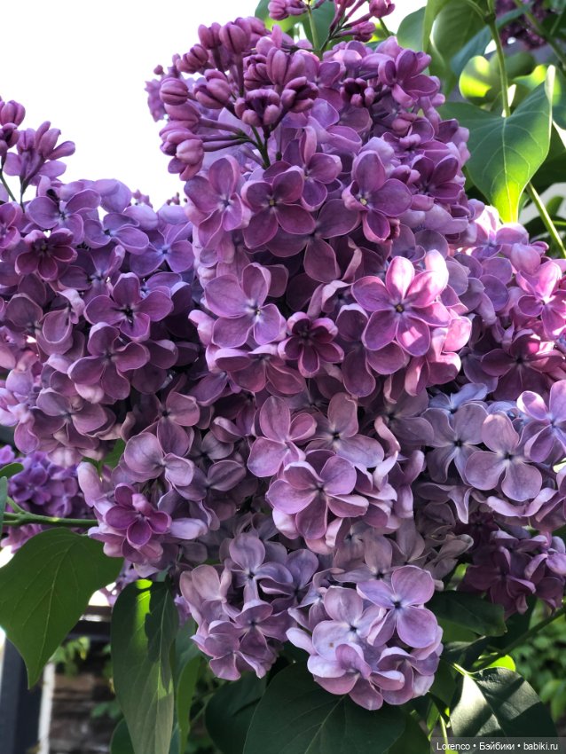 С Днём Победы — Винтажные куклы ГДР (Немки): Бигги (фото 10)