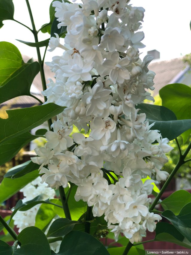 С Днём Победы — Винтажные куклы ГДР (Немки): Бигги (фото 4)