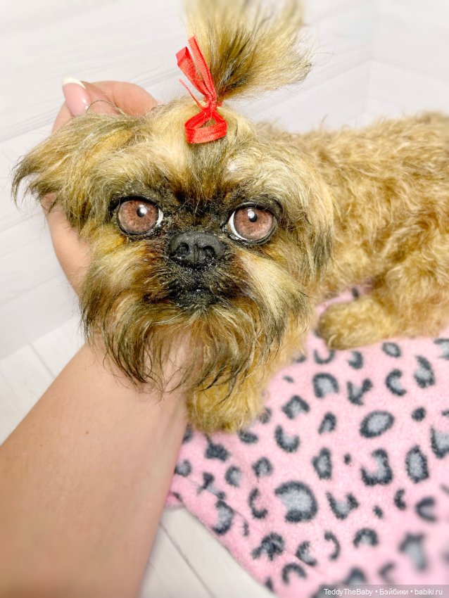 Бона ( щенок гриффона 20 см)🐾🐶 (фото 3)