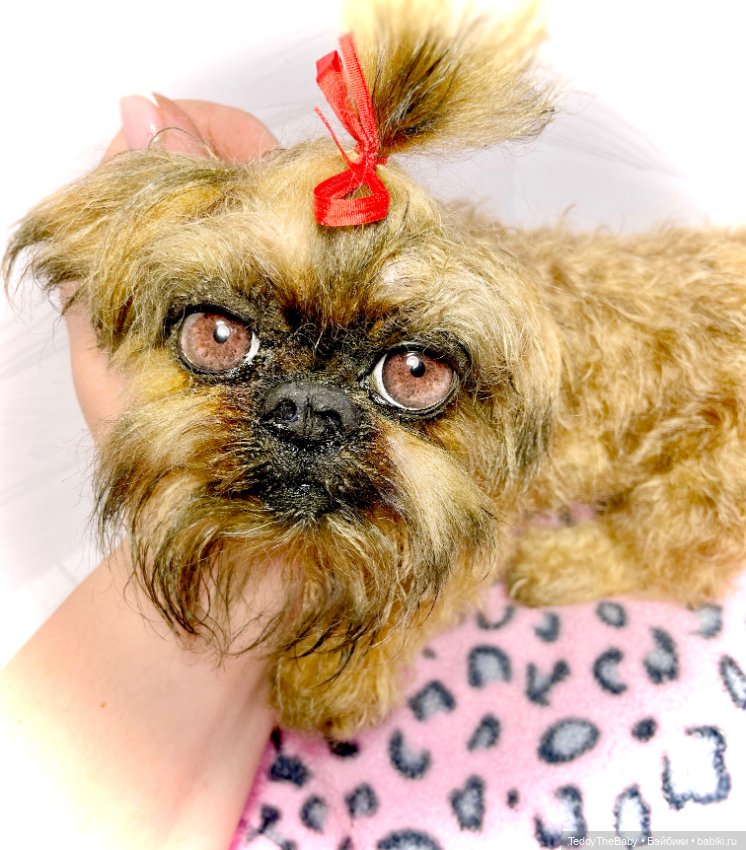 Бона ( щенок гриффона 20 см)🐾🐶 (фото 2)