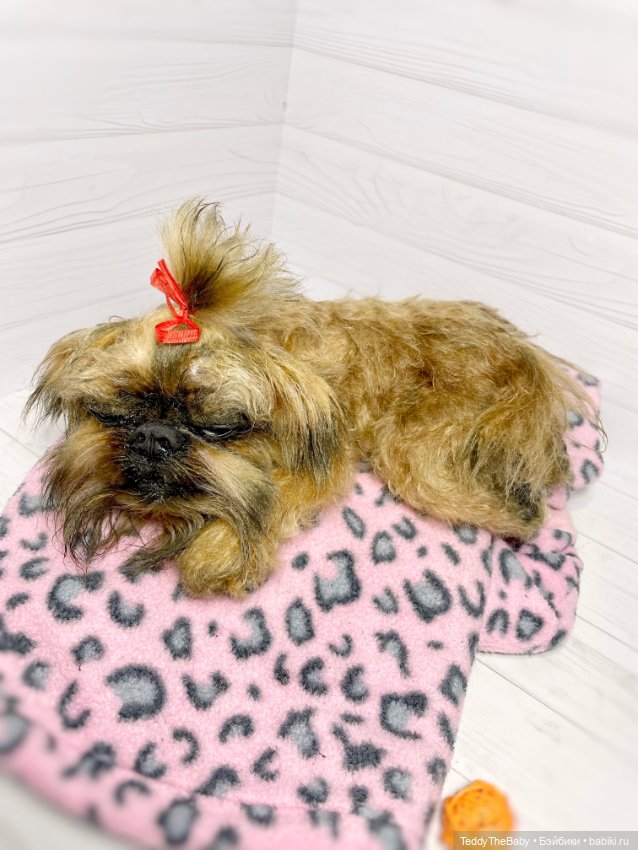 Бона ( щенок гриффона 20 см)🐾🐶 (фото 4)