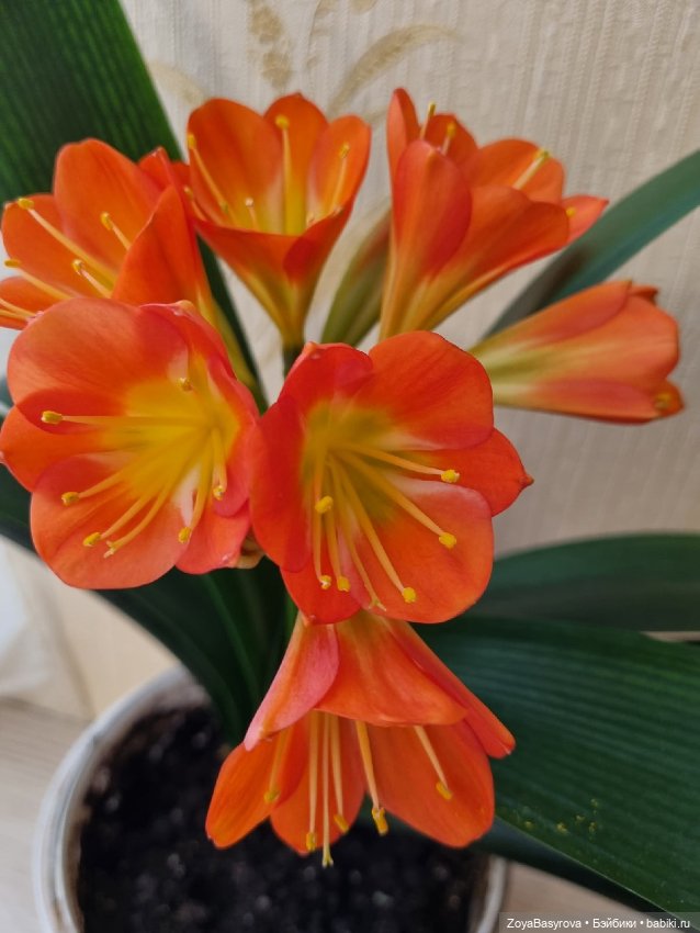 Моя любимая Кливия радует