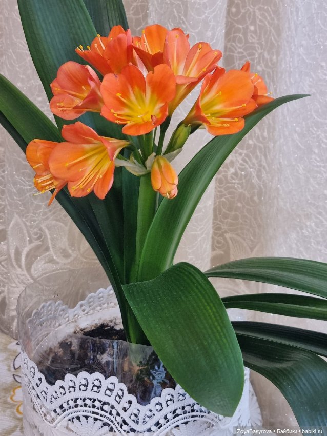 Моя любимая Кливия радует (фото 3)