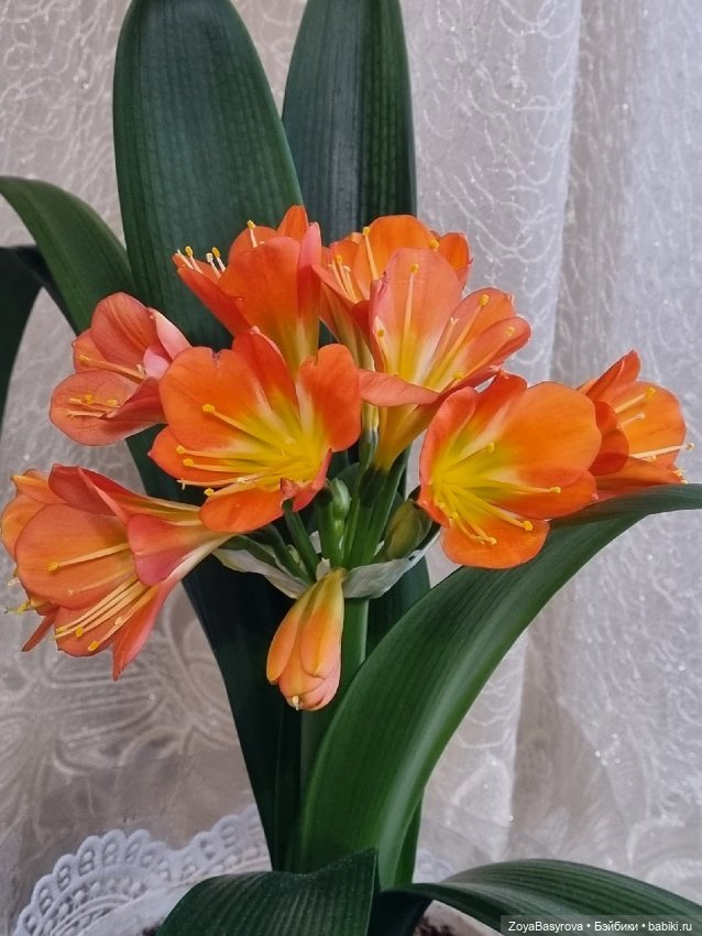 Моя любимая Кливия радует (фото 2)