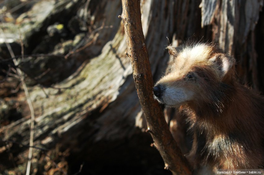 Братец волк — Авторские мишки Тедди и друзья: фото (фото 7)