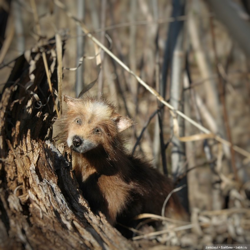 Братец волк — Авторские мишки Тедди и друзья: фото (фото 10)