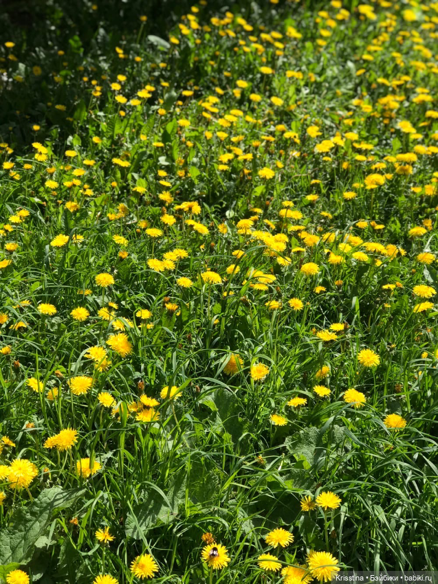 Мы, такие разные — Куклы Irrealdoll (Ирреалдолл): BJD (БЖД) (фото 9)