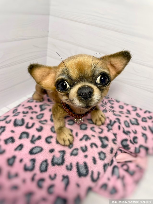 Hugo 17 см чихуахуа 🐾🐶подвижный