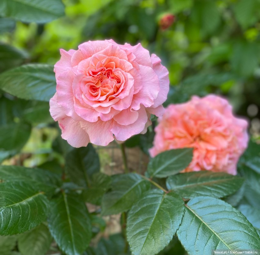 Майские розы — Куклы Latidoll (Лати): BJD (БЖД) (фото 2)