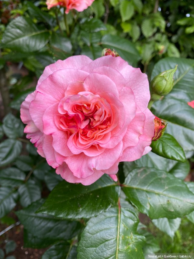 Майские розы — Куклы Latidoll (Лати): BJD (БЖД) (фото 4)