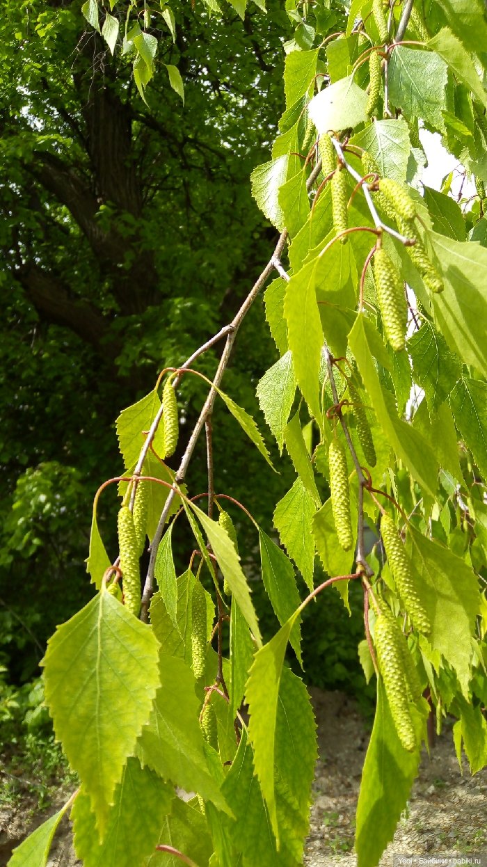 Хантер от Эвер Афтер Хай (ЭАХ) 01