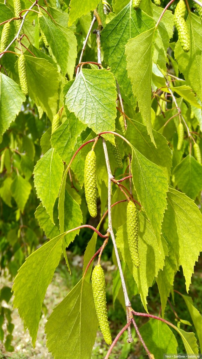 Хантер от Эвер Афтер Хай (ЭАХ) 01 (фото 6)