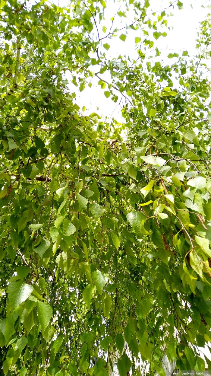 Хантер от Эвер Афтер Хай (ЭАХ) 01 (фото 5)