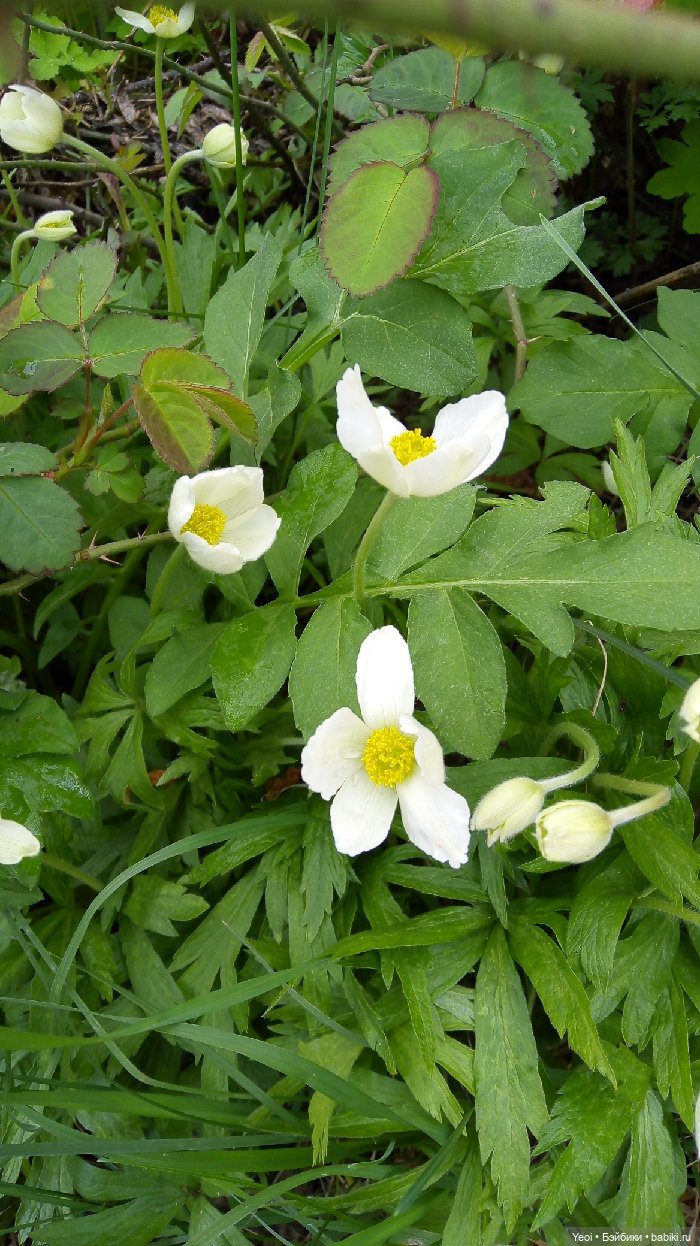 Хантер от Эвер Афтер Хай (ЭАХ) 01