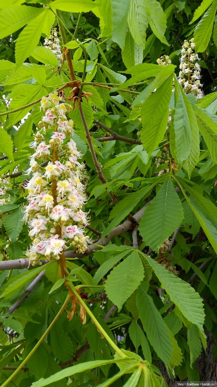 Хантер от Эвер Афтер Хай (ЭАХ) 02