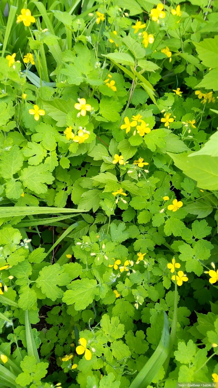 Хантер от Эвер Афтер Хай (ЭАХ) 01