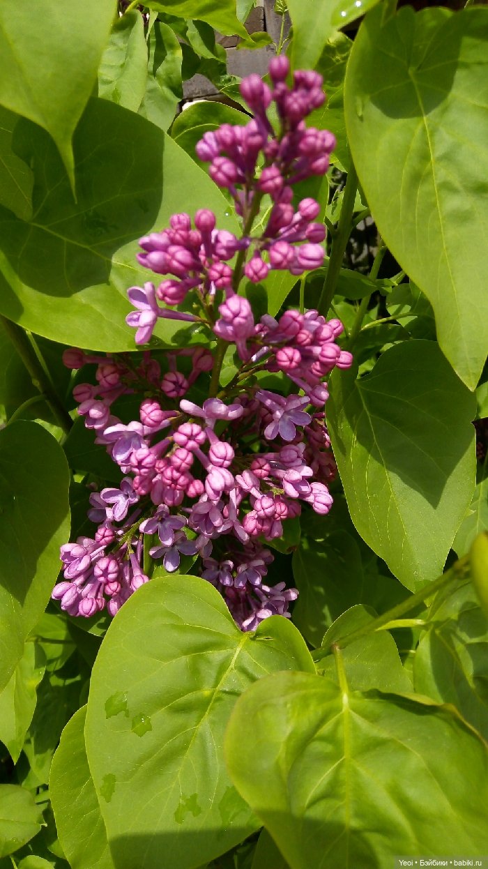 Хантер от Эвер Афтер Хай (ЭАХ) 01