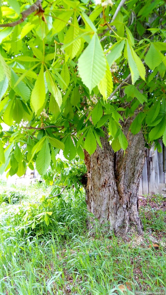 Хантер от Эвер Афтер Хай (ЭАХ) 02 (фото 3)