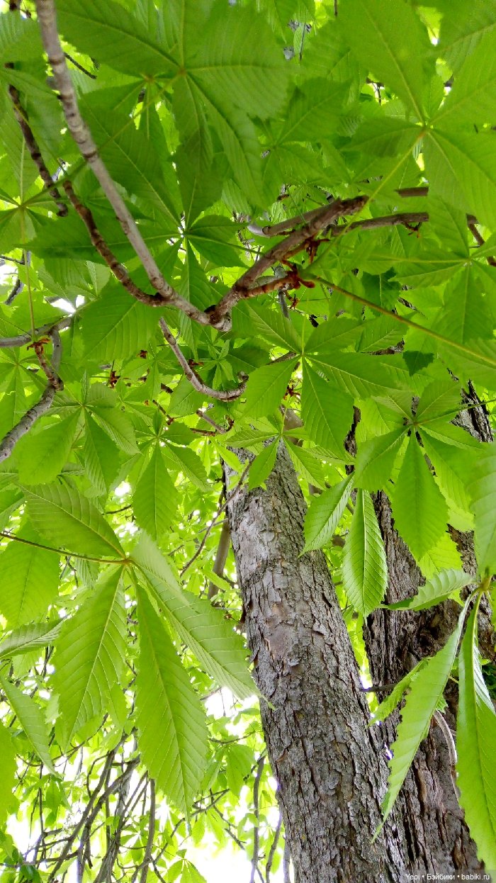 Хантер от Эвер Афтер Хай (ЭАХ) 02 (фото 4)