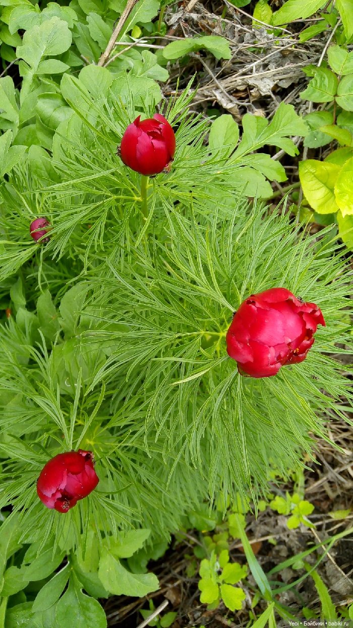 Хантер от Эвер Афтер Хай (ЭАХ) 01