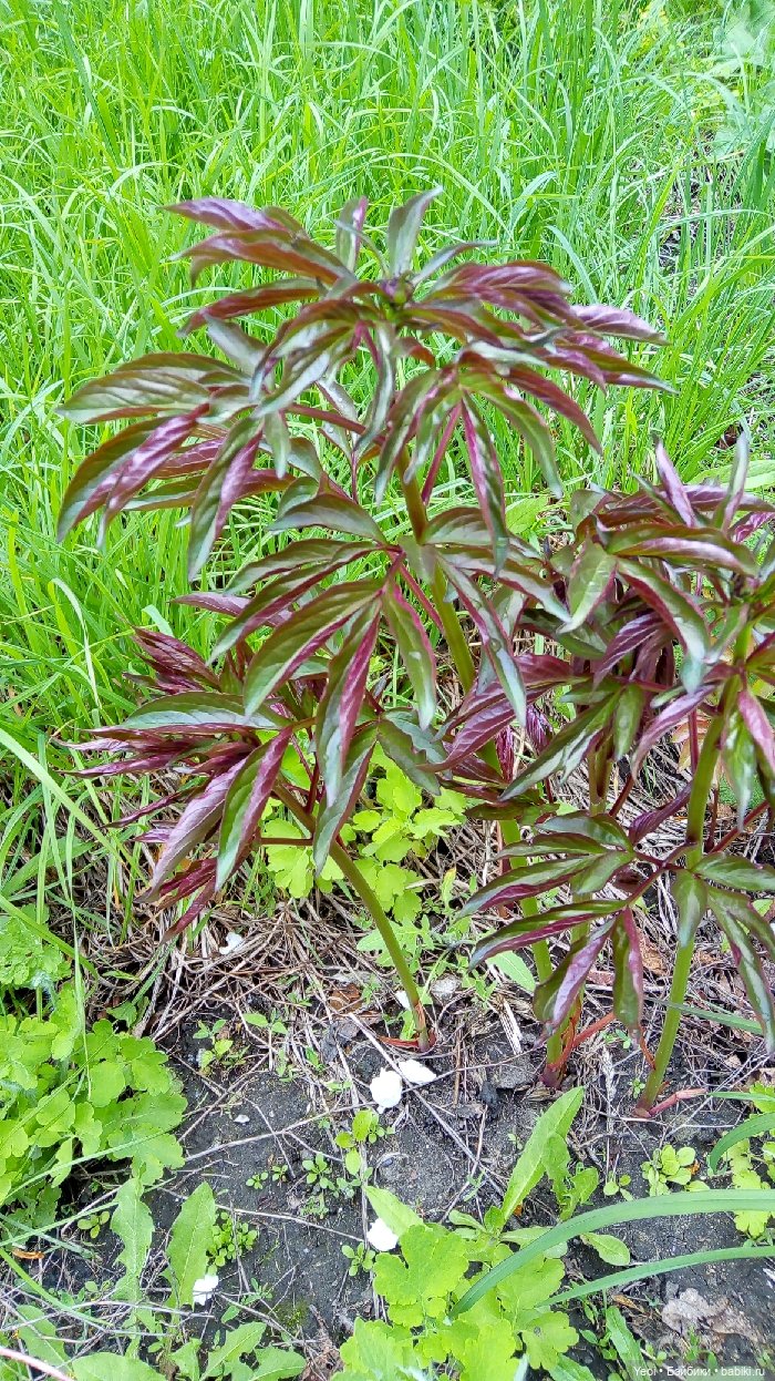 Хантер от Эвер Афтер Хай (ЭАХ) 01