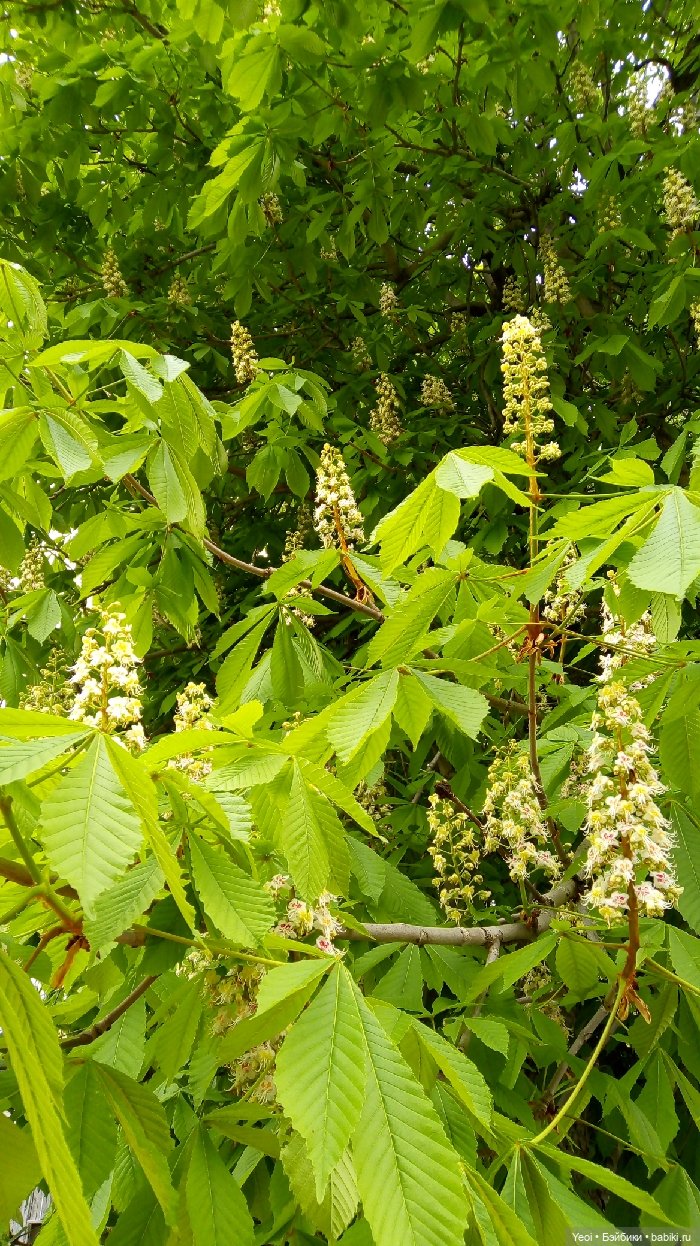 Хантер от Эвер Афтер Хай (ЭАХ) 02