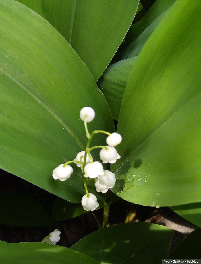 Взяли Зельфа (Zelf) на прогулку) (фото 3)