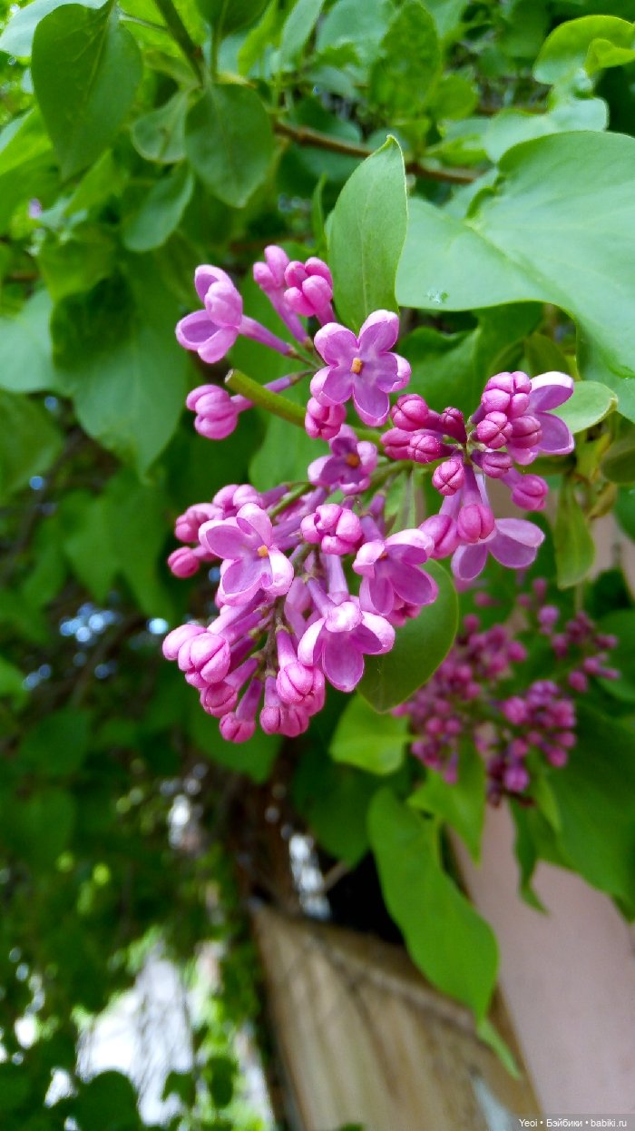 Взяли Зельфа (Zelf) на прогулку) (фото 9)