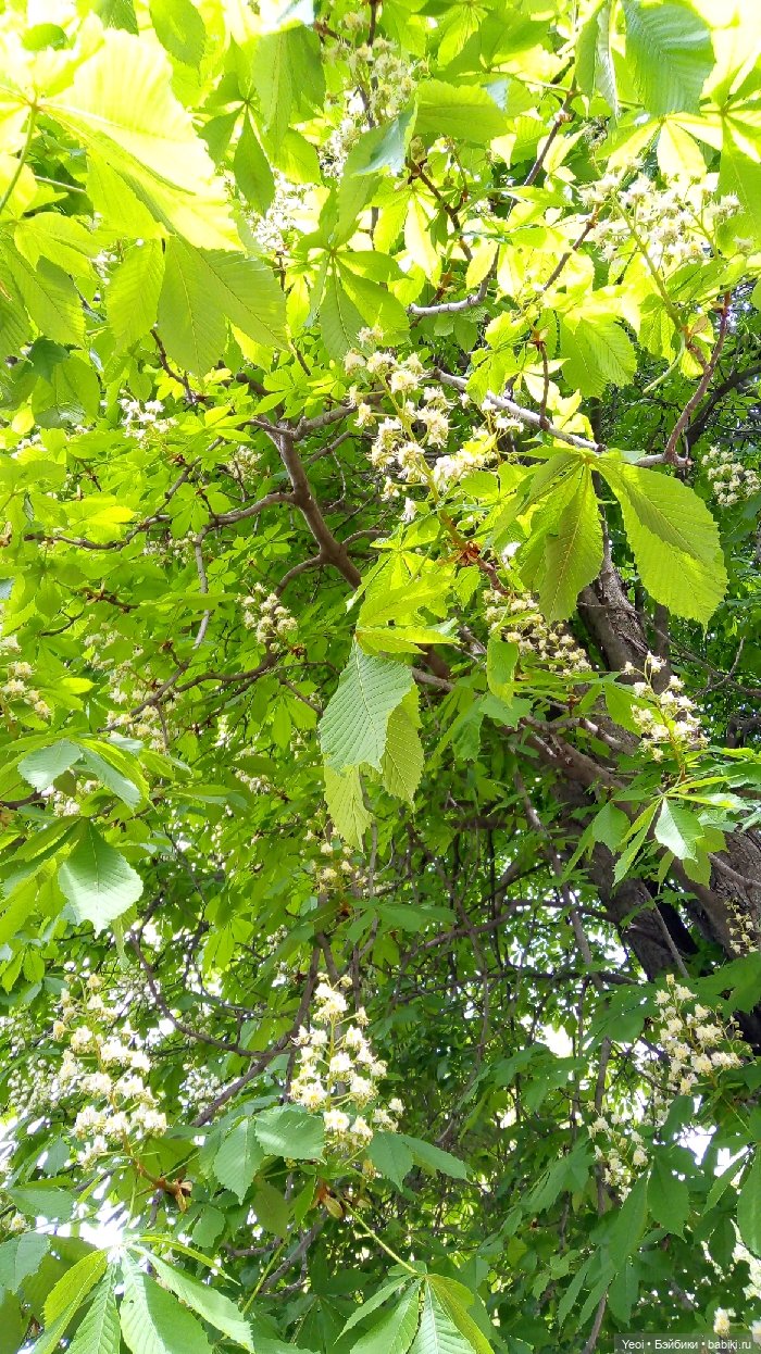 Взяли Зельфа (Zelf) на прогулку)