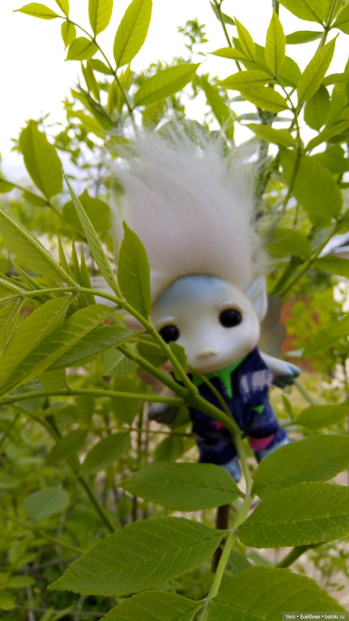 Взяли Зельфа (Zelf) на прогулку) (фото 6)